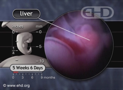 Liver, Cord, and Left Foot Plate