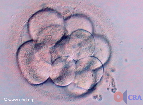 Mórula: embrión de doce células [Haga clic para la siguiente imagen]