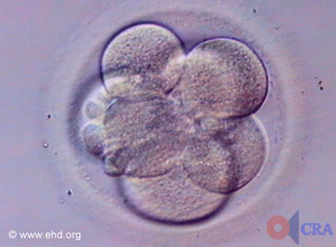 Embrión de siete células [Haga clic para la siguiente imagen]
