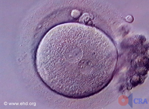 Embrião de Uma Única Célula [Clique para a próxima imagem]