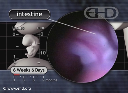 O Cordão Umbilical [Clique para a próxima imagem]