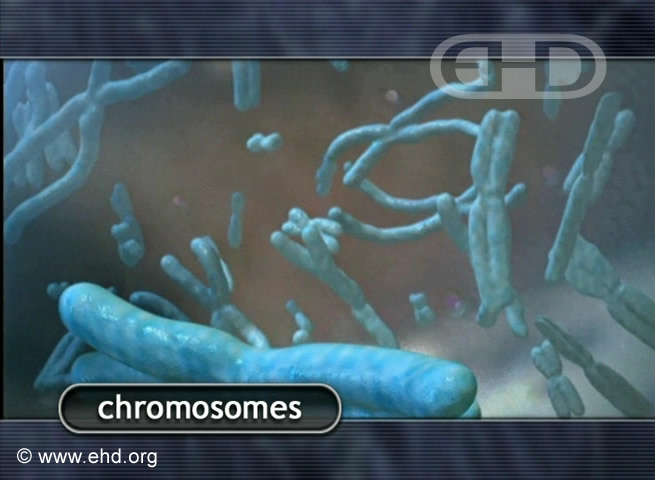 Chromosomes [Click for next image]