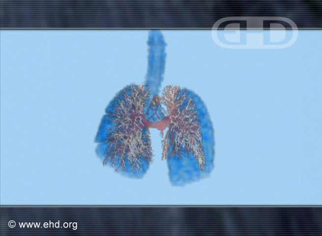 Comparación del desarrollo pulmonar [Haga clic para la siguiente imagen]