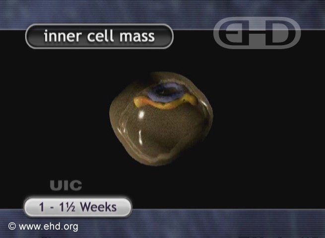 Embryo Cross Section 8-9 Days [Click for next image]