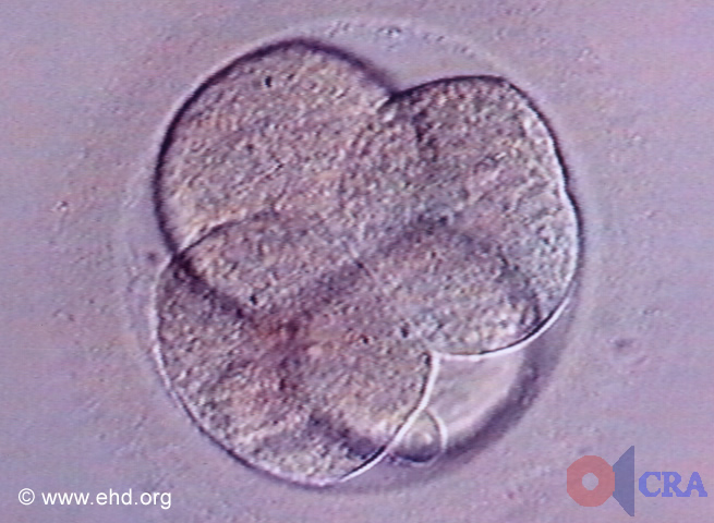 Four-Cell Embryo [Click for next image]