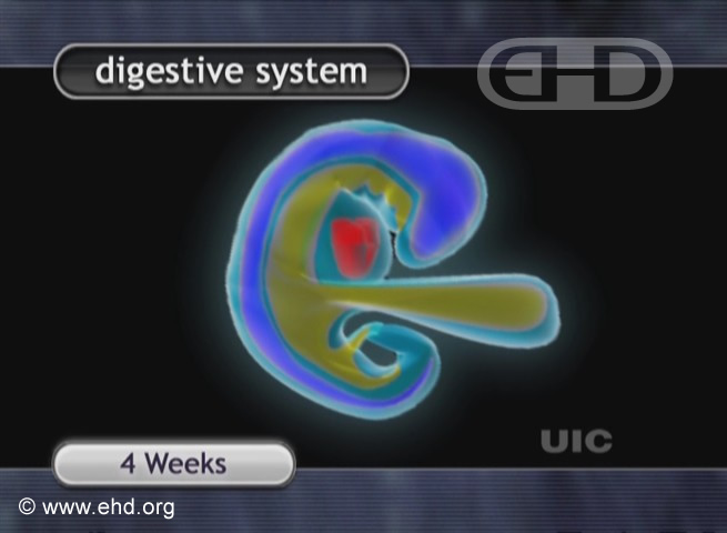 Embrión de cuatro semanas [Haga clic para la siguiente imagen]