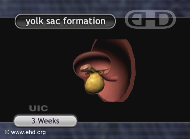 Vista lateral izquierda: embrión de 3 semanas [Haga clic para la siguiente imagen]