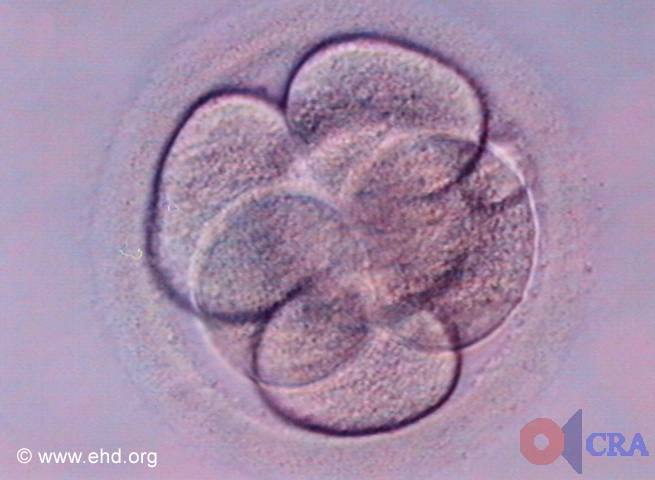 Embrión de seis células [Haga clic para la siguiente imagen]