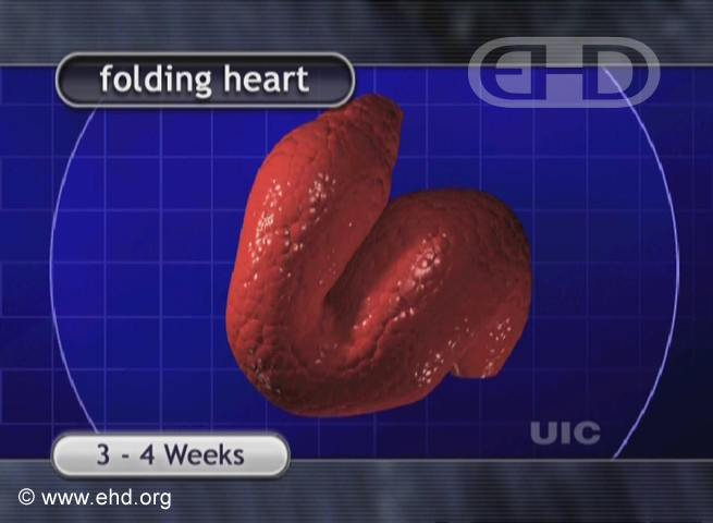 The Folding Heart