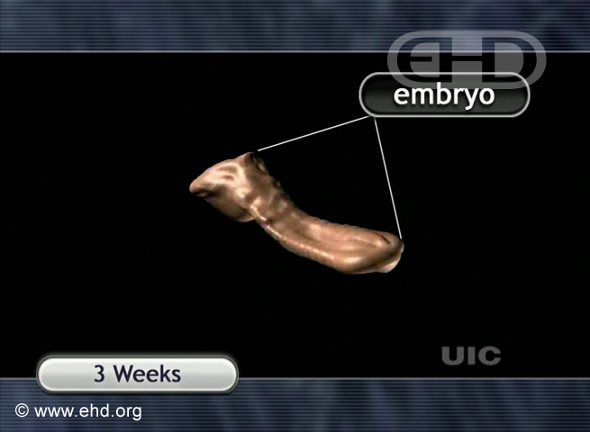 Embrión de tres semanas [Haga clic para la siguiente imagen]