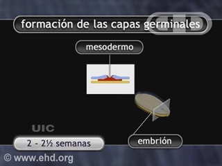 Reproduzir Filme - Germ Layers and Organ Formation