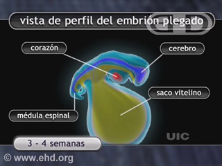 Reproducir película - El plegamiento del embrión