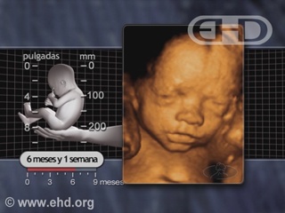 Reproduzir Filme - Fetal Respiratory Rate