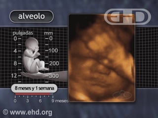 Reproducir película - Alveoli Formation