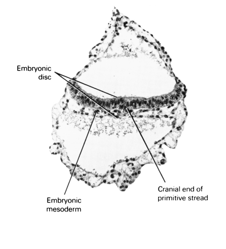 cranial end of primitive streak, embryonic disc, embryonic mesoderm