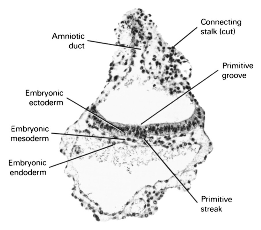 amniotic duct, connecting stalk, embryonic ectoderm, embryonic endoderm, embryonic mesoderm, primitive groove, primitive streak