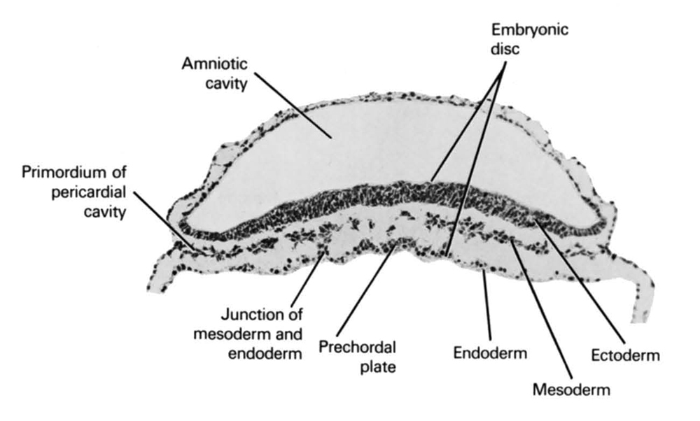 amniotic cavity, ectoderm, embryonic disc, endoderm, junction of mesoderm and endoderm, mesoderm, prechordal plate, primordial pericardial cavity