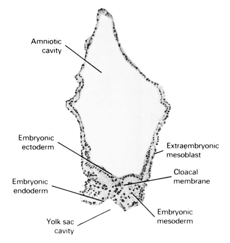 amniotic cavity, cloacal membrane, embryonic ectoderm, embryonic endoderm, embryonic mesoderm, extra-embryonic mesoblast, umbilical vesicle cavity