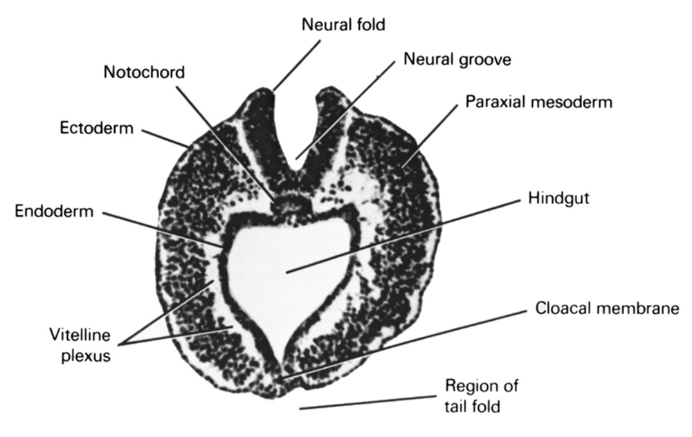 cloacal membrane, ectoderm, endoderm, hindgut, neural fold, neural groove, notochord, paraxial mesoderm, tail fold region, vitelline plexus