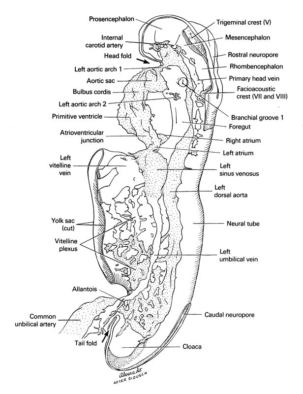 allantois, aortic sac, atrioventricular junction, bulbis cordis, caudal neuropore, cephalic neuropore, cloaca, common umbilical artery, cut edge of umbilical vesicle, facio-vestibulocochlear neural crest (CN VII and CN VIII), foregut, head fold, internal carotid artery, left aortic arch 1, left aortic arch 2, left atrium, left dorsal aorta, left sinus venosus, left umbilical vein, left vitelline (omphalomesenteric) vein, mesencephalon, neural tube, pharyngeal groove 1, primary head vein, primitive ventricle of heart, prosencephalon (forebrain), rhombencephalon (hindbrain), right atrium, tail fold, trigeminal neural crest (CN V), vitelline plexus