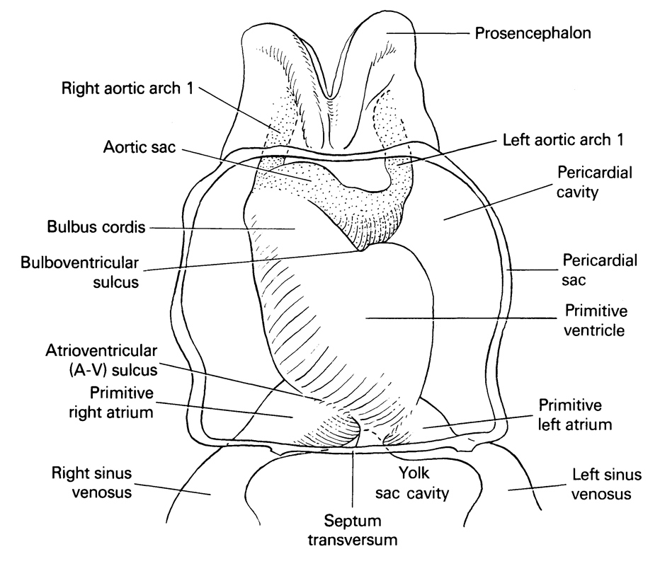 aortic sac, atrioventricular sulcus, bulbis cordis, bulboventricular sulcus, left aortic arch 1, left sinus venosus, pericardial cavity, pericardial sac, primitive left atrium, primitive right atrium, primitive ventricle of heart, prosencephalon (forebrain), right aortic arch 1, right horn of sinus venosus, septum transversum, umbilical vesicle cavity