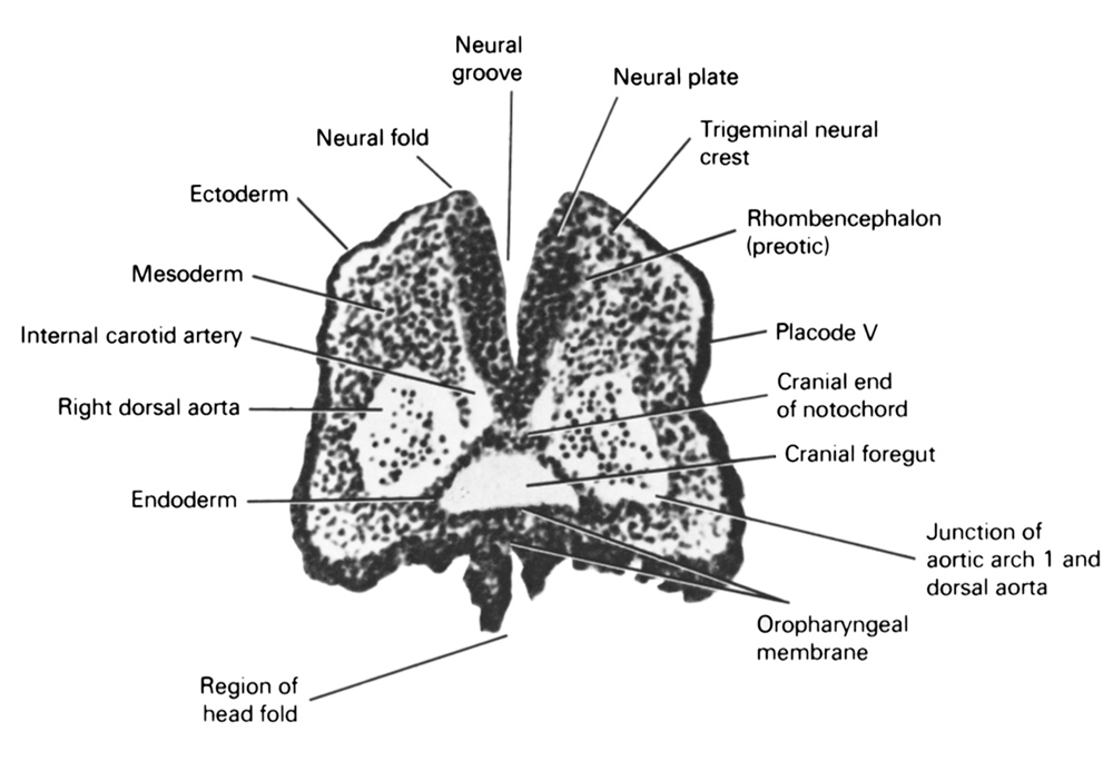 cephalic end of notochord, cephalic part of foregut, ectoderm, endoderm, head fold region, internal carotid artery, junction of aortic arch 1 and dorsal aorta, mesoderm, neural fold, neural groove, neural plate, oropharyngeal membrane, placode 5, rhombencephalon (preotic), right dorsal aorta, trigeminal neural crest (CN V)