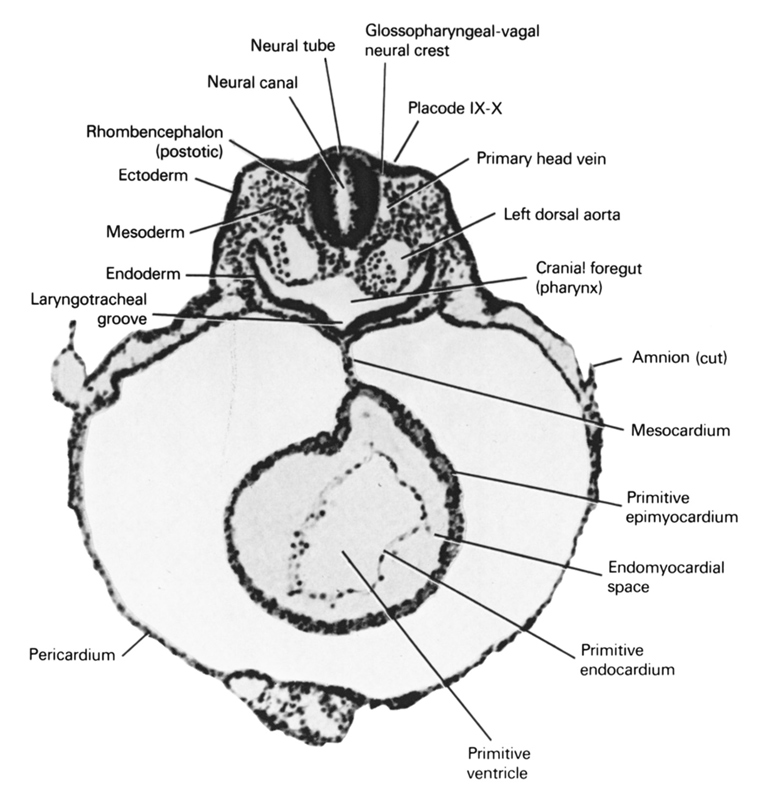 cephalic part of foregut, cut edge of amnion, ectoderm, endoderm, endomyocardial space, glossopharyngeal-vagal neural crest (CN IX and X), laryngotracheal groove, left dorsal aorta, mesocardium, mesoderm, neural canal, neural tube, pericardial sac, pharynx, placode 10, placode 9, primary head vein, primitive ventricle of heart, primordial endocardium, primordial epimyocardium, rhombencephalon (postotic)