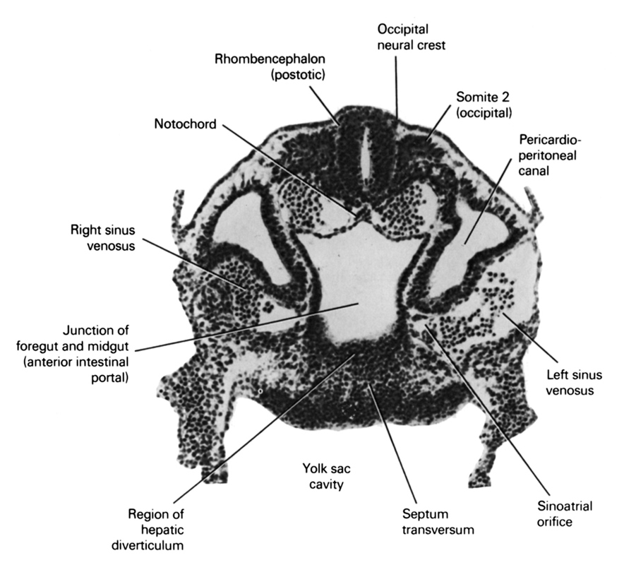 cephalic intestinal portal, junction of foregut and midgut, left sinus venosus, notochord, occipital neural crest, pericardioperitoneal canal (pleural cavity), region of hepatic diverticulum, rhombencephalon (postotic), right horn of sinus venosus, septum transversum, sinu-atrial orifice, somite 2 (O-2), umbilical vesicle cavity