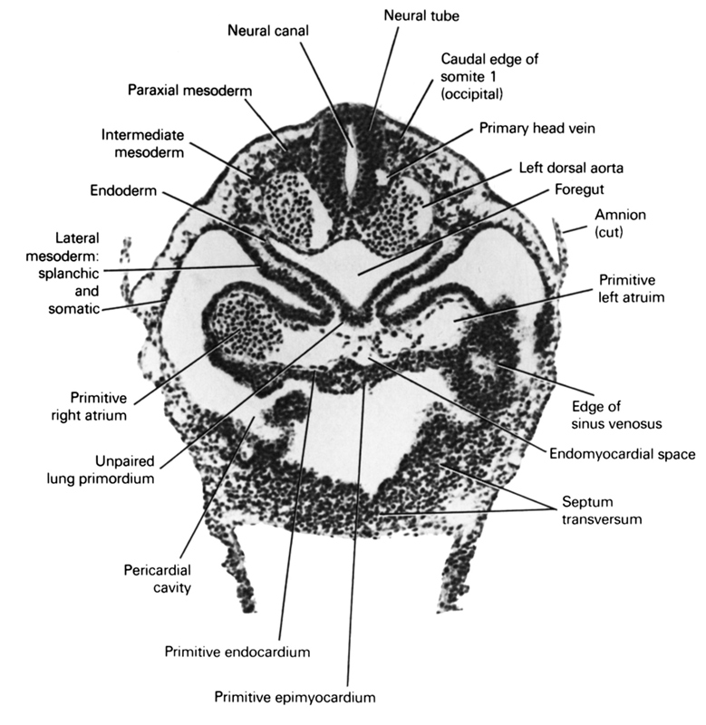 caudal edge of somite 1 (O-1), cut edge of amnion, edge of sinus venosus, endoderm, endomyocardial space, foregut, intermediate mesenchyme, lateral mesoderm, left dorsal aorta, neural canal, neural tube, paraxial mesoderm, pericardial cavity, primary head vein, primitive left atrium, primitive right atrium, primordial endocardium, primordial epimyocardium, septum transversum, somatic mesoderm, splanchnic mesoderm, unpaired lung primordium