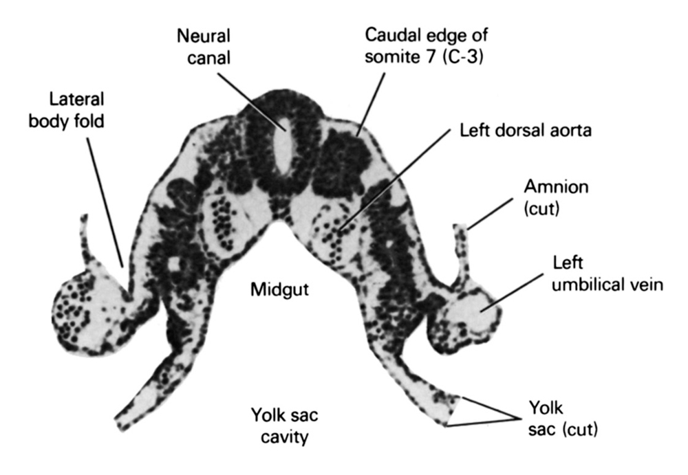 caudal edge of somite 7 (C-3), cut edge of amnion, cut edge of umbilical vesicle, lateral body fold, left dorsal aorta, left umbilical vein, midgut, neural canal, umbilical vesicle cavity