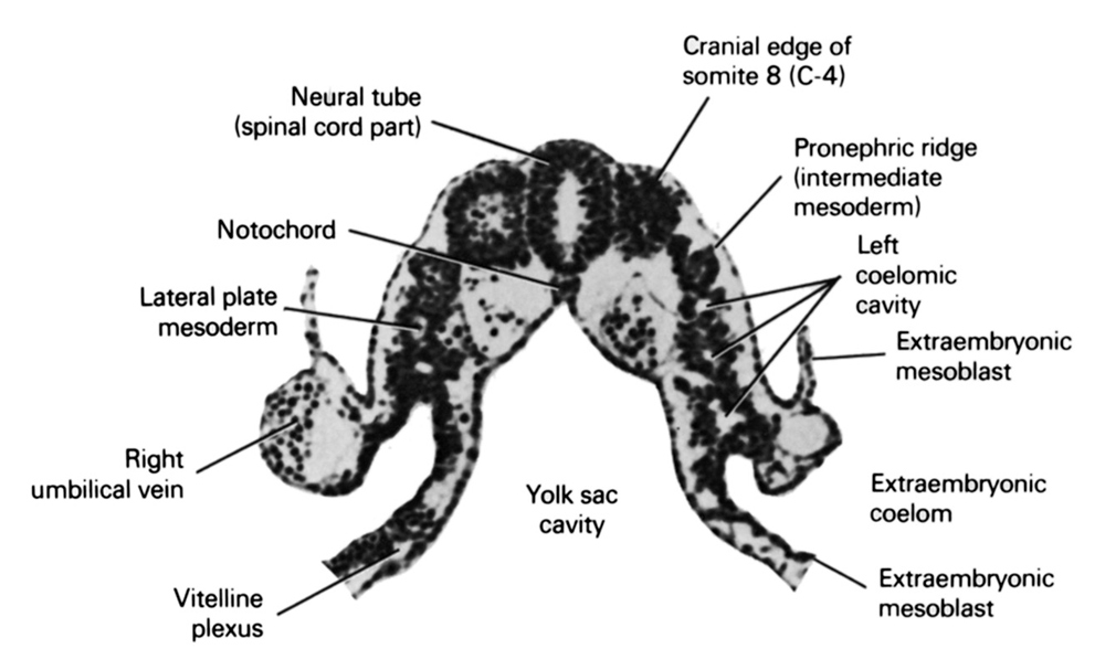 cephalic edge of somite 8 (C-4), extra-embryonic coelom, extra-embryonic mesoblast, lateral plate mesoderm, left coelomic cavity, neural tube (spinal cord part), pronephric ridge (intermediate mesoderm), right umbilical vein, umbilical vesicle cavity, vitelline plexus