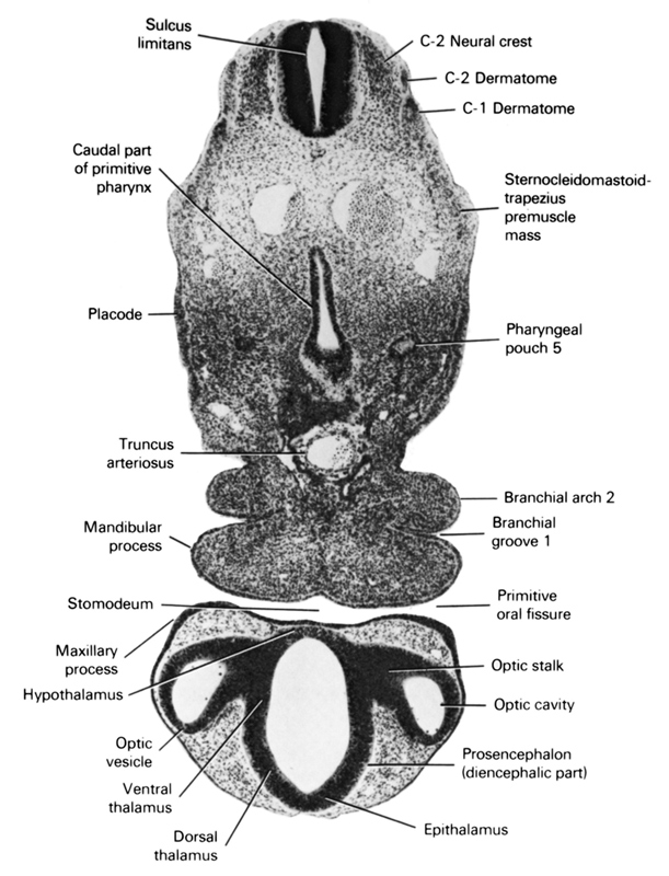 C-2 dermatome, C-2 neural crest, c-1 dermatome, caudal part of primitive pharynx, dorsal thalamus, epithalamus, hypothalamus, mandibular prominence of pharyngeal arch 1, maxillary prominence of pharyngeal arch 1, optic cavity, optic stalk, optic vesicle, pharyngeal arch 2, pharyngeal groove 1, pharyngeal pouch 5, placode, primitive oral fissure, prosencephalon (diencephalic part), sternocleidomastoid / trapezius premuscle mass, stomodeum, sulcus limitans, truncus arteriosus, ventral thalamus