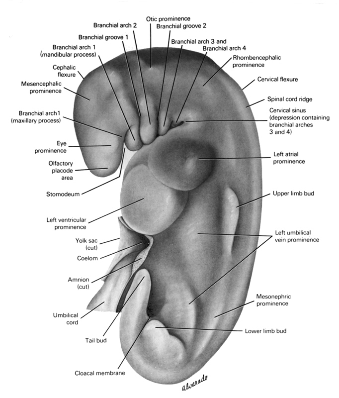 cephalic flexure, cervical flexure, cervical sinus, cloacal membrane, coelom, cut edge of amnion, cut edge of umbilical vesicle, eye prominence, left atrial prominence, left umbilical vein prominence, left ventricular prominence, lower limb bud, mandibular prominence of pharyngeal arch 1, mesonephric prominence, olfactory placode area, otic prominence, pharyngeal arch 1 (mandibular process), pharyngeal arch 1 (maxillary process), pharyngeal arch 2, pharyngeal arch 3, pharyngeal arch 4, pharyngeal groove 1, pharyngeal groove 2, rhombencephalic prominence, spinal cord ridge, stomodeum, tail bud, umbilical cord, upper limb bud