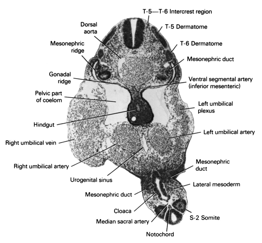 S-2 somite, T-5 dermatome, T-5-T-6 intercrest region, T-6 dermatome, cloaca, dorsal aorta, gonadal ridge, hindgut, lateral mesoderm, left umbilical artery, left umbilical plexus, median sacral artery, mesonephric duct, mesonephric ridge, notochord, pelvic part of coelom, right umbilical artery, right umbilical vein, urogenital sinus, ventral segmental artery (inferior mesenteric)