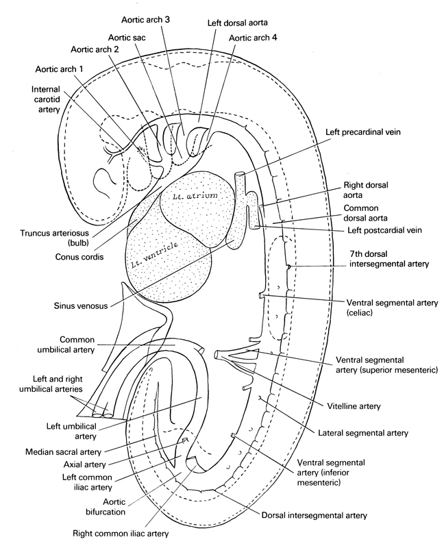 aortic arch 1, aortic arch 2, aortic arch 3, aortic arch 4, aortic bifurcation, aortic sac, axial artery, celiac artery, common dorsal aorta, common umbilical artery, conus cordis, dorsal intersegmental artery, inferior mesenteric artery, internal carotid artery, lateral segmental artery, left atrium, left common iliac artery, left dorsal aorta, left postcardinal vein, left precardinal vein, left umbilical artery, left ventricle, median sacral artery, right common iliac artery, right dorsal aorta, right umbilical artery, seventh dorsal intersegmental artery, sinus venosus, superior mesenteric artery, truncus arteriosus (bulb), vitelline (omphalomesenteric) artery