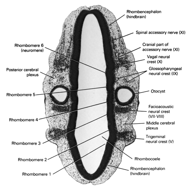 cranial accessory nerve (CN XI), facio-vestibulocochlear neural crest (CN VII and CN VIII), glossopharyngeal neural crest (CN IX), middle cerebral plexus, otocyst, posterior cerebral plexus, rhombencephalon (hindbrain), rhombocoele, rhombomere 1, rhombomere 2, rhombomere 3, rhombomere 4, rhombomere 5, rhombomere 6, spinal accessory nerve (CN XI), trigeminal neural crest (CN V), vagal neural crest (CN X)