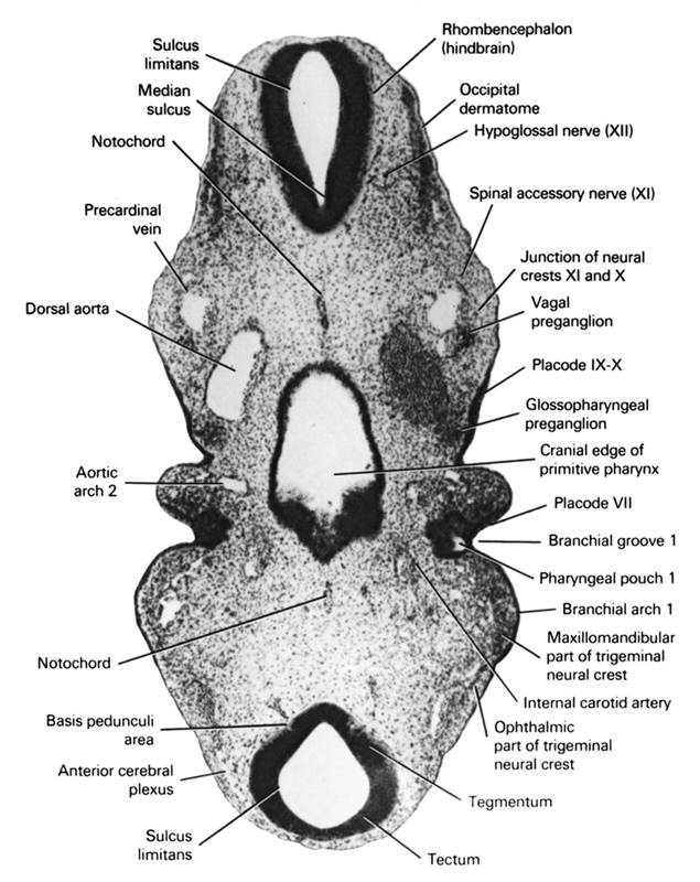 Cranial edge of primitive pharynx, anterior cerebral plexus, aortic arch 2, basis pedunculi area, dorsal aorta, glossopharyngeal preganglion (CN IX), hypoglossal nerve (XII), internal carotid artery, junction of neural crests XI and X, maxillomandibular part of trigeminal neural crest, median sulcus, notochord, occipital dermatome, ophthalmic part of trigeminal neural crest, pharyngeal arch 1, pharyngeal groove 1, pharyngeal pouch 1, placode 7, placode 9-10, precardinal vein, rhombencephalon (hindbrain), sulcus limitans, tectum, tegmentum, vagal preganglion (CN X)