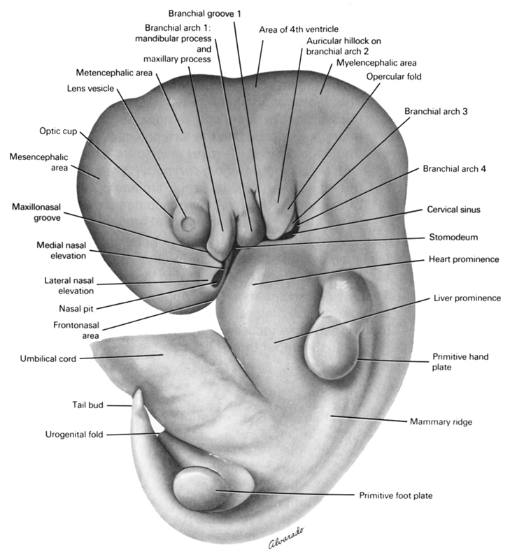 area of rhombencoel (fourth ventricle), auricular hillock on pharyngeal arch 2, cervical sinus, frontonasal area, heart prominence, lateral nasal elevation, lens vesicle, liver prominence, mammary ridge, maxillonasal groove, medial nasal elevation, mesencephalic area, metencephalic area, myelencephalic area, nasal pit, opercular fold, otic cup, pharyngeal arch 1 (mandibular process), pharyngeal arch 1 (maxillary process), pharyngeal arch 3, pharyngeal arch 4, pharyngeal groove 1, primitive foot plate, primitive hand plate, stomodeum, tail bud, umbilical cord, urogenital fold