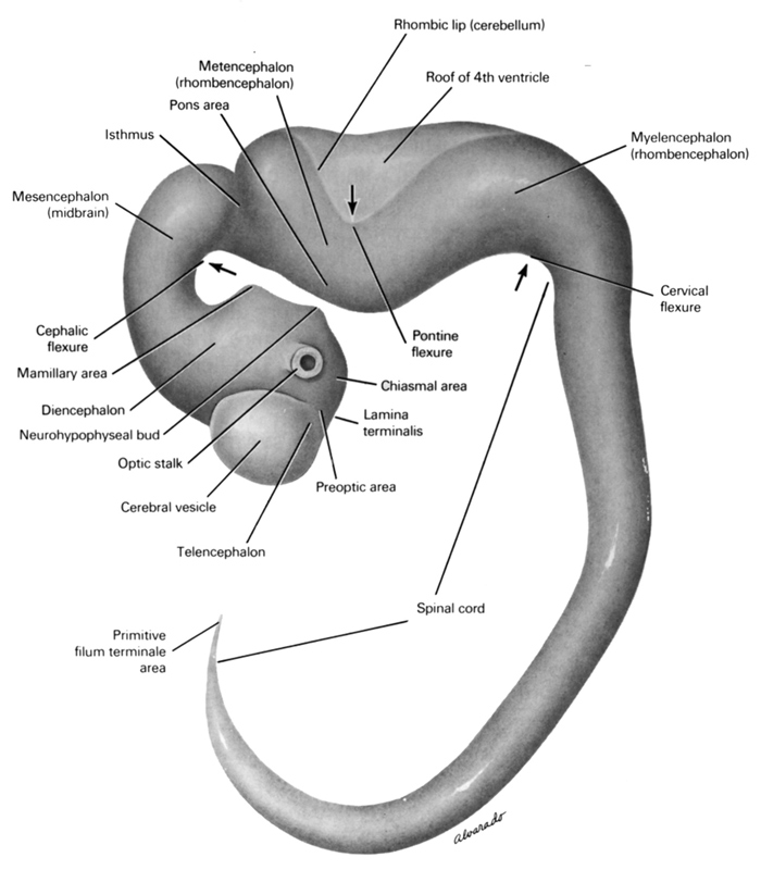 cephalic flexure, cerebral vesicle, cervical flexure, chiasmal area, diencephalon, isthmus, lamina terminalis, mamillary area, mesencephalon (midbrain), metencephalon (rhombencephalon), myelencephalon (rhombencephalon), neurohypophyseal bud, optic stalk (CN II), pons area, pontine flexure, pre-optic area, primitive filum terminale area, rhombic lip (cerebellum), roof of rhombencoel (fourth ventricle), spinal cord, telencephalon