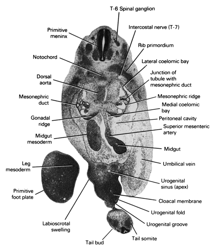 T-6 spinal ganglion, apex of urogenital sinus, cloacal membrane, dorsal aorta, gonadal ridge, intercostal nerve (T-7), junction of tubule with mesonephric duct, labioscrotal swelling, lateral coelomic bay, leg mesoderm, medial coelomic bay, mesonephric duct, mesonephric ridge, midgut, midgut mesoderm, notochord, peritoneal cavity, primitive foot plate, primitive meninx, rib primordium, superior mesenteric artery, tail bud, tail somite, umbilical vein, urogenital fold, urogenital groove