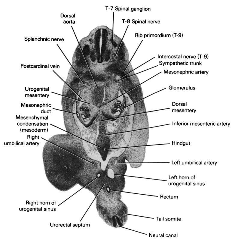 T-7 spinal ganglion, T-8 spinal nerve, dorsal aorta, dorsal mesentery, glomerulus, hindgut, inferior mesenteric artery, intercostal nerve (T-9), left horn of urogenital sinus, left umbilical artery, mesenchymal condensation (mesoderm), mesonephric artery, mesonephric duct, neural canal, postcardinal vein, rectum, rib primordium (T-9), right horn of urogenital sinus, right umbilical artery, splanchnic nerve, sympathetic trunk, tail somite, urogenital mesentery, urorectal septum