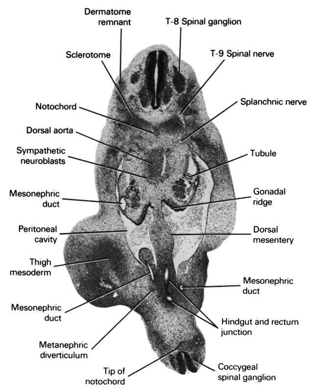 T-8 spinal ganglion, T-9 spinal nerve, coccygeal spinal ganglion, dermatome remnant, dorsal aorta, dorsal mesentery, gonadal ridge, hindgut and rectum junction, mesonephric duct, metanephric diverticulum, notochord, peritoneal cavity, sclerotome, splanchnic nerve, sympathetic neuroblasts, thigh mesoderm, tip of notochord, tubule