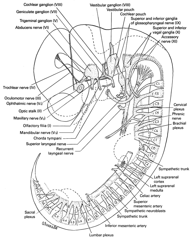 C-1 spinal ganglion, C-2 spinal ganglion, C-3 spinal ganglion, C-4 spinal ganglion, C-5 spinal ganglion, C-6 spinal ganglion, C-7 spinal ganglion, C-8 spinal ganglion, Co-1 spinal ganglion, L-1 spinal ganglion, L-2 spinal ganglion, L-3 spinal ganglion, L-4 spinal ganglion, L-5 spinal ganglion, S-1 spinal ganglion, S-2 spinal ganglion, S-3 spinal ganglion, S-4 spinal ganglion, S-5 spinal ganglion, T-1 spinal ganglion, T-10 spinal ganglion, T-11 spinal ganglion, T-12 spinal ganglion, T-2 spinal ganglion, T-3 spinal ganglion, T-4 spinal ganglion, T-5 spinal ganglion, T-6 spinal ganglion, T-7 spinal ganglion, T-8 spinal ganglion, T-9 spinal ganglion, abducens nerve (CN VI), accessory nerve (CN XI), brachial plexus, celiac artery, cervical plexus, chorda tympani nerve, cochlear ganglion (CN VIII), cochlear pouch, geniculate ganglion (CN VII), hypoglossal nerve (CN XII), inferior mesenteric artery, left suprarenal gland cortex, left suprarenal gland medulla, lumbar plexus, mandibular nerve (CN V₃), maxillary nerve (CN V₂), oculomotor nerve (CN III), olfactory filia (CN I), ophthalmic nerve (CN V₁), optic stalk (CN II), phrenic nerve, recurrent laryngeal nerve, sacral plexus, superior and inferior ganglia of glossopharyngeal nerve (CN IX), superior and inferior ganglia of vagus nerve (CN X), superior laryngeal nerve, superior mesenteric artery, sympathetic neuroblasts, sympathetic trunk, trigeminal ganglion (CN V), trochlear nerve (CN IV), vestibular pouch, vestibulocochlear ganglion (CN VIII)