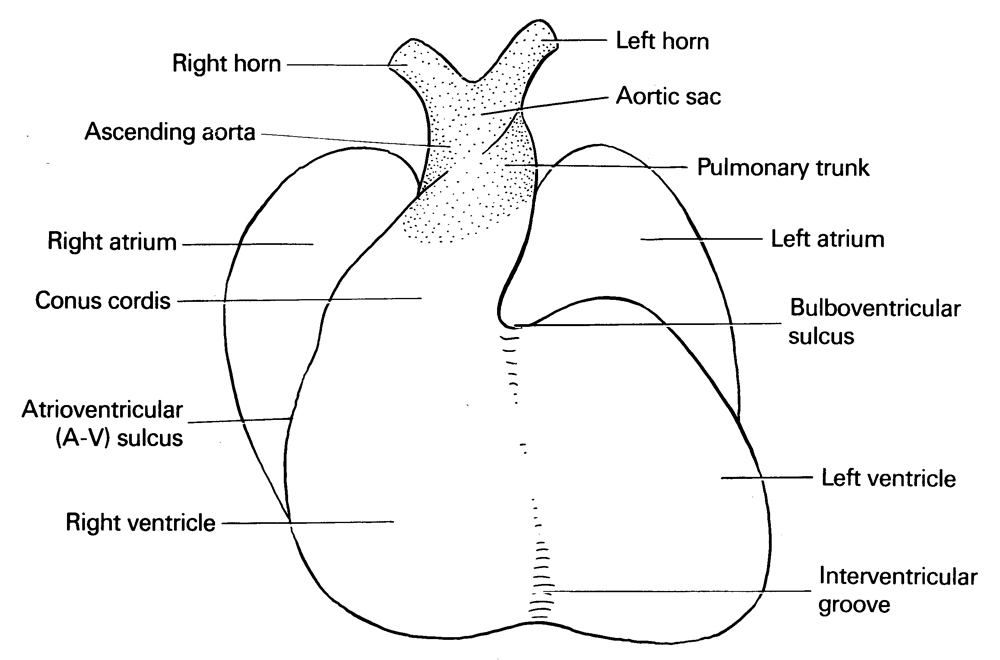 aortic sac, ascending aorta, bulboventricular sulcus, conus cordis, interventricular groove, left atrium, left horn of sinus venosus, left ventricle, pulmonary trunk, right atrium, right horn of sinus venosus, right ventricle