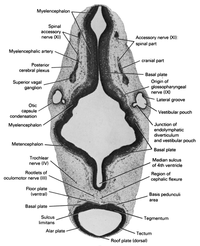 alar plate(s), basal plate, basis pedunculi area, cranial accessory nerve (CN XI), floor plate (ventral), junction of endolymphatic diverticulum and vestibular pouch, lateral groove, median sulcus of 4th ventricle, metencephalon, myelencephalic artery, myelencephalon, origin of glossopharyngeal nerve (CN IX), otic capsule condensation, posterior cerebral plexus, region of cephalic flexure, roof plate (dorsal), root of oculomotor nerve (CN III), spinal accessory nerve (CN XI), spinal part of accessory nerve (CN XI), sulcus limitans, superior vagal ganglion, tectum, tegmentum, trochlear nerve (CN IV), vestibular pouch