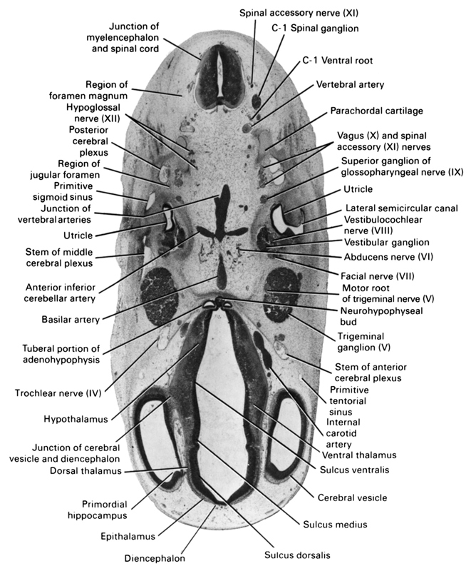 C-1 spinal ganglion, C-1 ventral root, abducens nerve (CN VI), anterior inferior cerebellar artery, basilar artery, cerebral vesicle, diencephalon, dorsal thalamus, epithalamus, facial nerve (CN VII), foramen magnum region, hypoglossal nerve (CN XII), hypothalamus, internal carotid artery, junction of cerebral vesicle and diencephalon, junction of myelencephalon and spinal cord, junction of vertebral arteries, lateral semicircular canal, motor root of trigeminal nerve (CN V), neurohypophyseal bud, parachordal cartilage, posterior cerebral plexus, primitive sigmoid sinus, primitive tentorial sinus, primordial hippocampus, region of jugular foramen, spinal accessory nerve (CN XI), stem of anterior cerebral plexus, stem of middle cerebral plexus, sulcus dorsalis, sulcus medius, sulcus ventralis, superior ganglion of glossopharyngeal nerve (CN IX), trigeminal ganglion (CN V), trochlear nerve (CN IV), tuberal portion of adenohypophysis, utricle, vagus nerve (CN X), ventral thalamus, vertebral artery, vestibulocochlear ganglion (CN VIII), vestibulocochlear nerve (CN VIII)