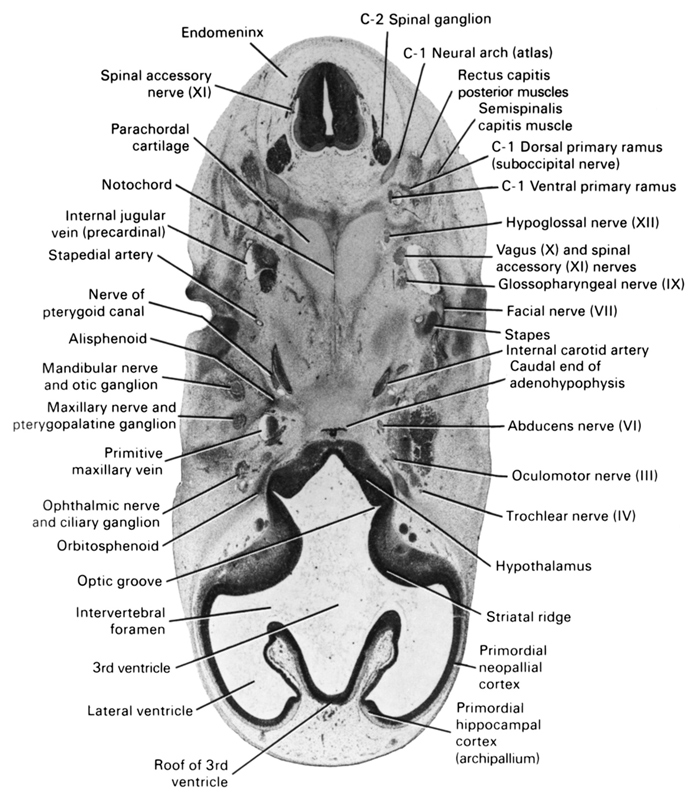 C-1 dorsal primary ramus (suboccipital nerve), C-1 neural arch (atlas), C-1 ventral primary ramus, C-2 spinal ganglion, abducens nerve (CN VI), alisphenoid, caudal end of adenohypophysis, endomeninx, facial nerve (CN VII), glossopharyngeal nerve (CN IX), hypoglossal nerve (CN XII), hypothalamus, internal carotid artery, internal jugular vein (precardinal), intervertebral foramen, lateral ventricle, mandibular nerve (CN V₃), maxillary nerve (CN V₂), nerve of pterygoid canal, notochord, oculomotor nerve (CN III), ophthalmic nerve and ciliary ganglion, optic groove, orbitosphenoid, otic ganglion, parachordal cartilage, primitive maxillary vein, primordial hippocampal cortex (archipallium), primordial neopallial cortex, pterygopalatine ganglion, rectus capitis posterior muscle, roof of 3rd ventricle, semispinalis capitis muscle, spinal accessory nerve (CN XI), stapedial artery, stapes, striatal ridge, third ventricle, trochlear nerve (CN IV), vagus nerve (CN X)