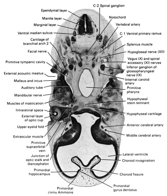 C-1 ventral primary ramus, C-2 spinal ganglion, anterior cerebral artery, auditory tube, cartilage of branchial arch 2, choroid fissure, choroid invagination, ependymal layer, external acoustic meatus, external layer of optic cup, extraocular muscle, facial nerve, hypoglossal nerve (CN XII), hypophyseal cartilage, hypophyseal stem remnant, inferior ganglion of glossopharyngeal nerve (CN IX), internal carotid artery, intraretinal space (optic vesicle cavity), junction of optic stalk and diencephalon, lateral ventricle, malleus and incus, mandibular nerve (CN V₃), mantle layer, marginal layer, middle cerebral artery, muscles of mastication, notochord, primitive pharynx, primitive supraorbital vein, primitive tympanic cavity, primordial cornu Ammonis, primordial gyrus dentatus, primordial hippocampus, splenius muscle, upper eyelid fold, vagus nerve (CN X), ventral median sulcus, vertebral artery