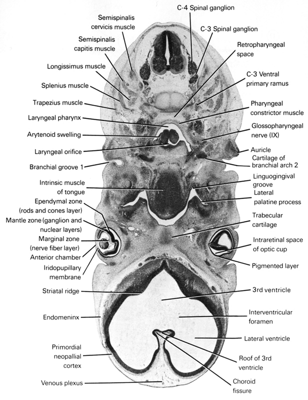 General aspects of the gut content of the Neoacrus spelaion sp. n