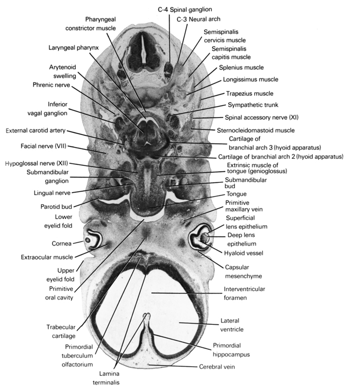 C-3 neural arch, C-4 spinal ganglion, arytenoid swelling, capsular mesenchyme, cartilage of branchial arch 2 (hyoid apparatus), cerebral vein, cornea, deep lens epithelium, external carotid artery, extraocular muscle, extrinsic muscle of tongue (genioglossus), facial nerve (CN VII), hyaloid vessel(s), hyoid, hypoglossal nerve (CN XII), inferior ganglion of vagus nerve (CN X), interventricular foramen, lamina terminalis, laryngeal pharynx, lateral ventricle, lingual nerve, longissimus muscle, lower eyelid fold, parotid bud, pharyngeal constrictor muscle, phrenic nerve, primitive maxillary vein, primitive oral cavity, primordial hippocampus, primordial tuberculum olfactorium, semispinalis capitis muscle, semispinalis cervicis muscle, spinal accessory nerve (CN XI), splenius muscle, sternocleidomastoid muscle, submandibular bud, submandibular ganglion, superficial lens epithelium, sympathetic trunk, tongue, trabecular cartilage, trapezius muscle, upper eyelid fold